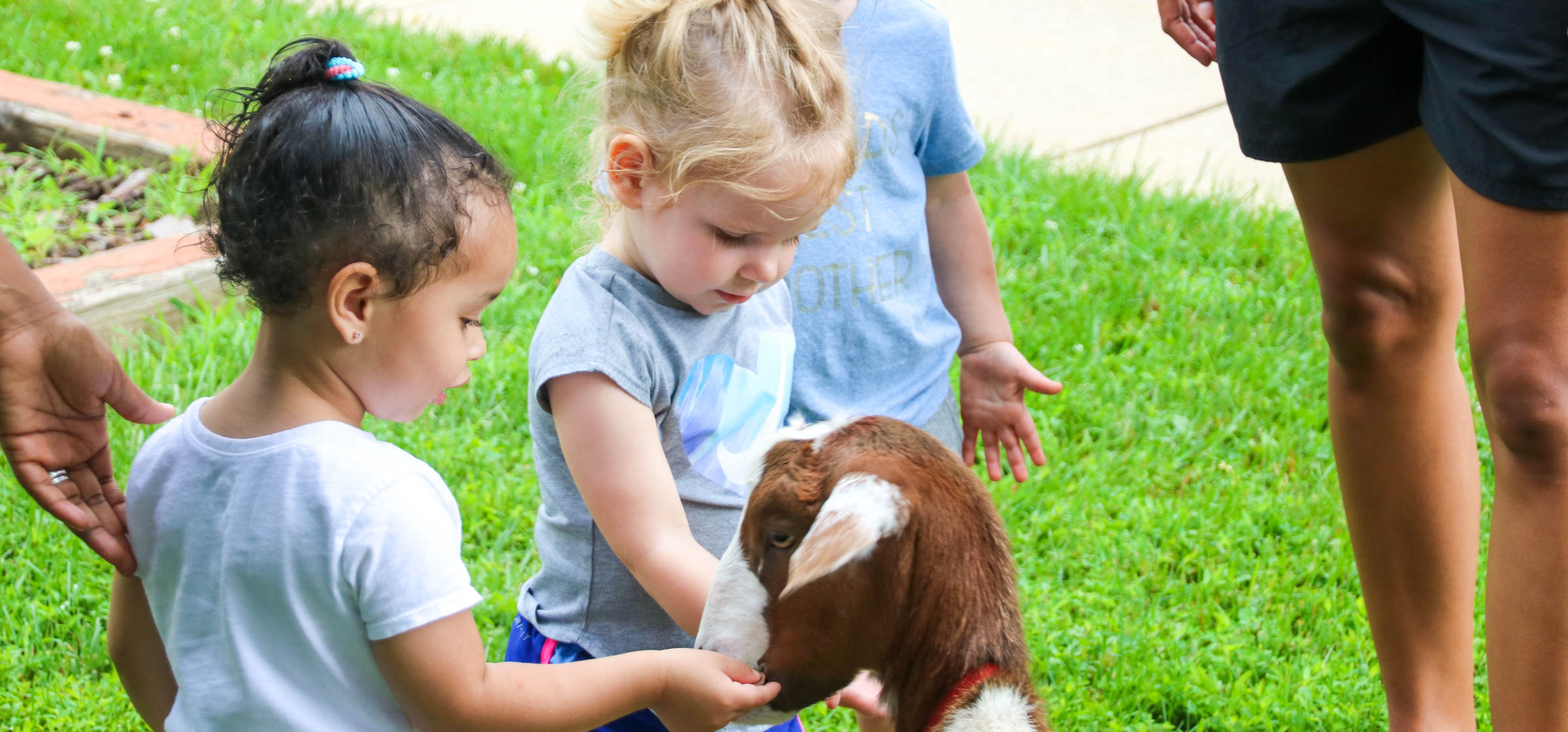Two young campers feeding a goat